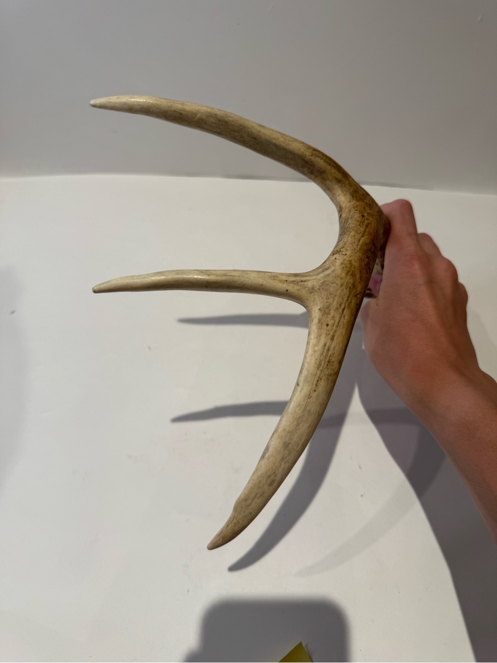 Real Natural Deer Antler Shed | Rustic Cabin & Farmhouse Decor Accent - Picture 6 of 6